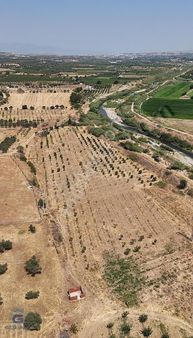 Manisa Şehzadeler Sancaklı İğdecikte Acil Satılık Tarla