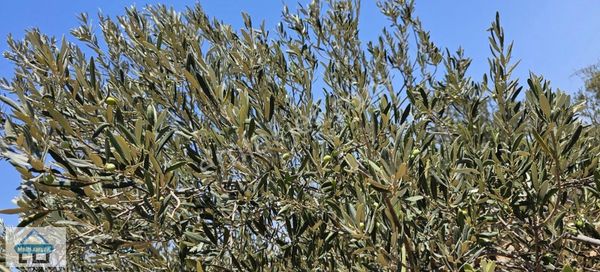 Organize Sanayi Genişleme Sahasında Tek Tapu