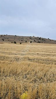 Burdur Yeşilova Alanköy'de 4500 M² Tarlamız Satılıktır.