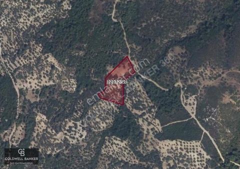 Bugün Gelir,yarın Büyük Değer Artışı-bornovada Yatırımlık Tarla