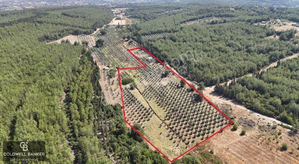 Buca,kaynaklar'da,orman Ve Şehirle Beraber Zeytinli Tarla