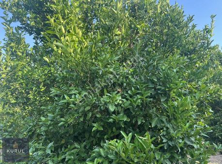 Kurul Gayrimenkulden Abdioğlu Özlerde Satılık 51 Dönüm Bahçe