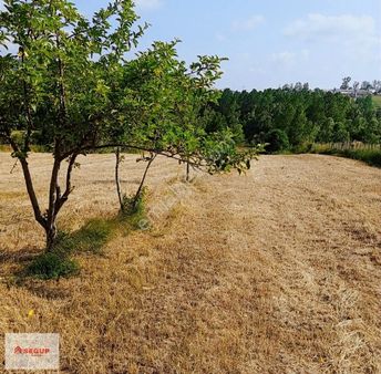 Kavak Tatarmuslu Mahallesi'nde 5667 M² Mükemmel Konum Tarla