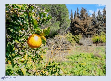 Bodrum Dereköy'de Muhteşem Doğa İçerisinde Çiftlik