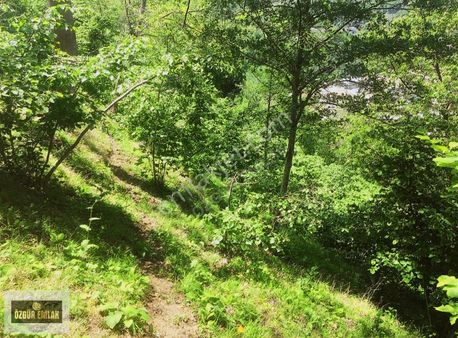 Özgür Emlak'tan İki Parsel Full Manzaralı Arazi Fındıklık