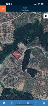 Mudanya Mirzaoba Da Kelepir Zeytinlik Acil