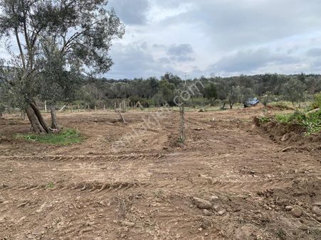 Buse Emlaktan Havran Köylücede Çay Kenarı Zeytinlik