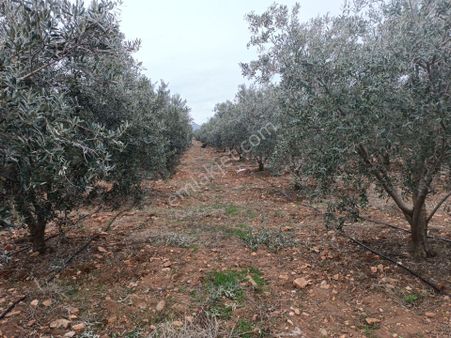 Salihlide Satılık Zeytinlik