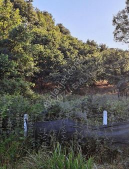 Kandıra Araman'da 2210 M2 %40 İmara Sınır Ceviz Bahçesi