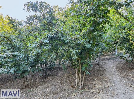 Remax Mavi Volkan Büyükyıldız'dan-serdivan'da Yatırımlık Arazi