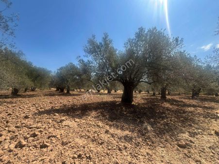Ali Türk Gayrimenkulden Karaağaç Mahallesinde Satılık Zeytinlik