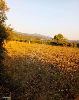 Kaya Emlak'tan Acill Satılık 5800m2 Zeytinlik Manisa Kırkağaç Alacalar Mevkiinde