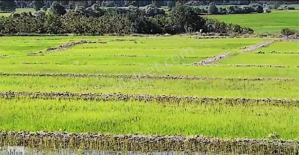 Gönen Merkez Mahallesi'ne Bağlı Çeltik Tarlası