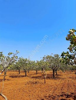 Tek Tapu Satılık Süper Kocaman Fıstıklı Tarla Çözüm Emlak'ta