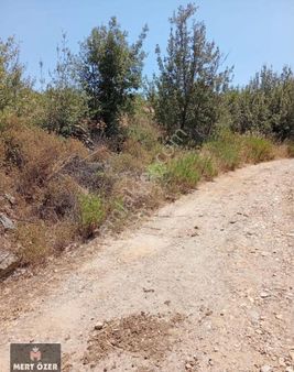 Muğla Milas Sakarkaya'da Resmi Yola Cepheli 619m2 Zeytinlik