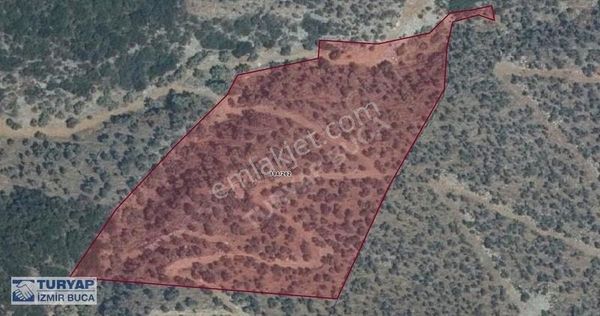 Turyap'tan Muğla Pınarcıkta Satılık 21 Dönüm Zeytinlik