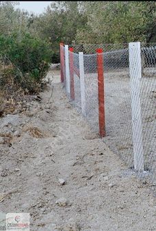 Kırkağaç Musahoca'da Satılık Zeytinlik