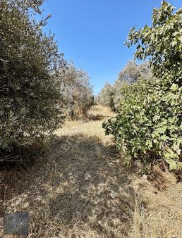 Selçuk Burgaz Köy İçi Satılık Tek Müstakil Tapu Zeytinlik