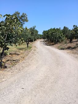 Mudanya Mirzaoba Da Satılık Zeytin Tarlası