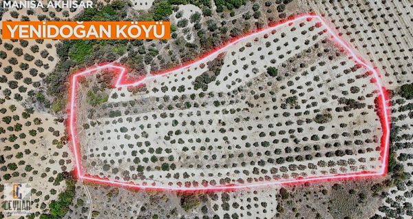 Yenidoğan' Da Satılık Zeytinlik