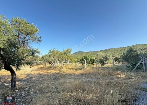 Urla Zeytinler'de Yola Cepheli Satılık Zeytin Ağaçlı Tarla