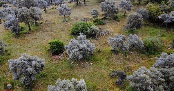 Bayındır Gaziler 1202 M2 Yolu Ve Ağaçları Olan Zeytinlik