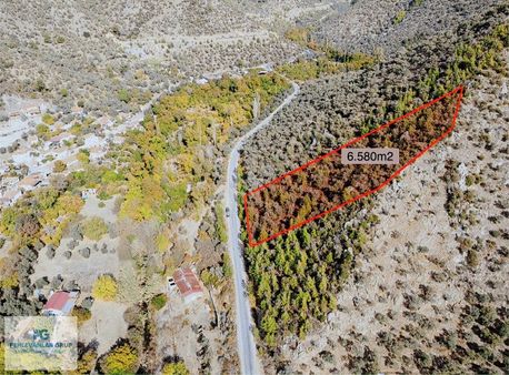 Milas Kandak Mahallesinde Asfalt Yola Sıfır Zeytinlik