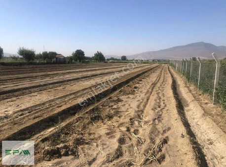 Menemen Buruncuk 'da Yatırımlık Zeytin Ve Kayısı Ağaçları Olan Tarla