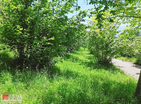 Rw Taka Gayrimenkul'den Merkez Akoluk'ta Satılık Arsalar