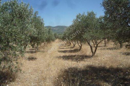 İzmir Torbalı Gold Emlaktan Satılık Zeytinli Tarla