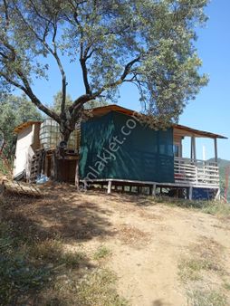 Satılık / Takaslık Arazi – Bayındır, Cenikler Köyü