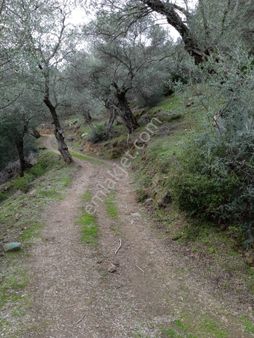 🔹 İlan Başlığı: Bayındır Cenikler Köyü'nde 310 M² Satılık Arsa – Arazi Yolu Var