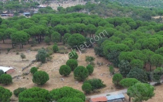 Bergama Terzihaliller Köyünde Satılık Çok Avantajlı Tarla