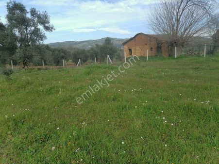 İzmir Torbalı Dimril Bölgesinde Satılık Tarla