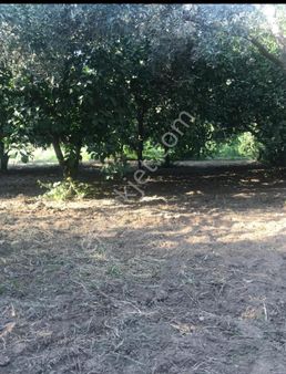 Nazilli Şahin Emlaktan Arslanlı Mh İmarlı.satılık Arsa