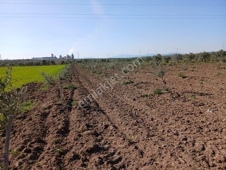 Aysu Konut Emlaktan Kayalioglu Mahallesinde Satilik Zeytinlik