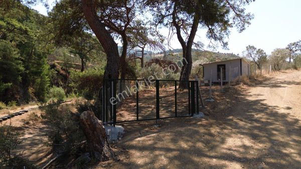 ⚠ Gfa Grup’tan Büyükderede İçerisinde Ev Olan Zeytinlik