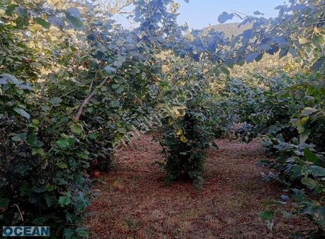 İzmit Arpalık İhsaniye Mahallesi'ndeki /40 İmarlı Arsa Satılık