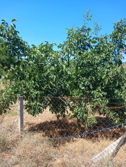 Tire Dağdere Köyünde Satılık Ceviz Bahçesi