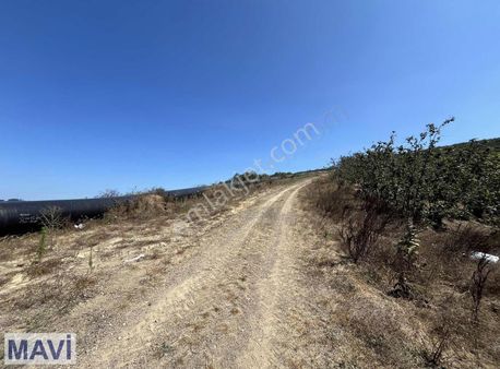 Taşlık Köyünde 8.423 M² Kadastral Yollu Fındık Bahçesi