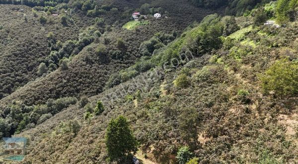 Kemaliye 13.6 Dönüme 2 Ton Fındık Verim Satılık Fındık Bahçemiz