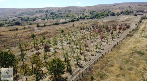 Aydın Nazilli Yaylapınar Mahallesinde Satılık 10140 M² Bahçe