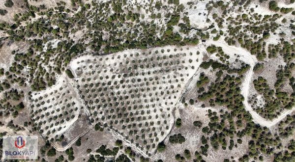 Blokyapı'dan Fırsat Güzelpınar'da Satılık 9900 M2 Zeytin Bahçesi