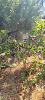 🏡 Denizli Pamukkale Karşıyaka Mahallesinde Satılık Müstakil Ev