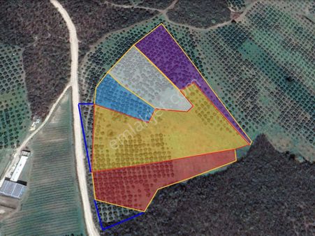 Bursa Mudanya Çınarlı Da Satılık Tarla Zeytinlik