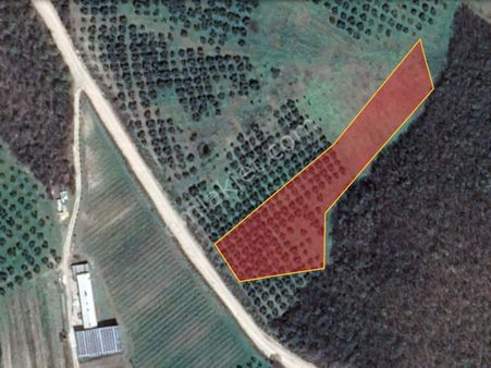 Bursa Mudanya Çınarlı Da Satılık Tarla Zeytinlik