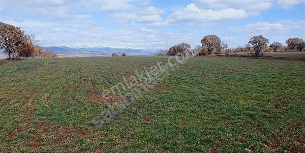 Miroğlu Gayrimenkul'den Uşak'ta Kaçırılmaz Tarım Arazisi!