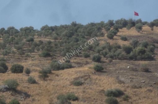 İzmir Torbalı Gold Emlaktan Satılık Zeytinlik
