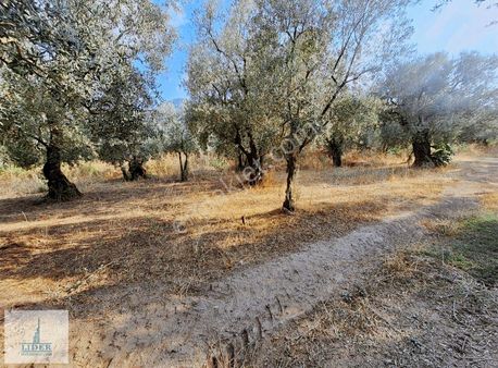 Bursa Orhangazi Heceler Mahallesi Resmi Yola Cephe Zeytinlik