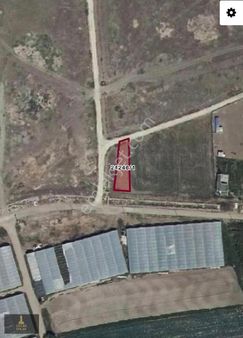 Oscar'dan Yol Kenarı Muttalıp Emirler'de Tarla